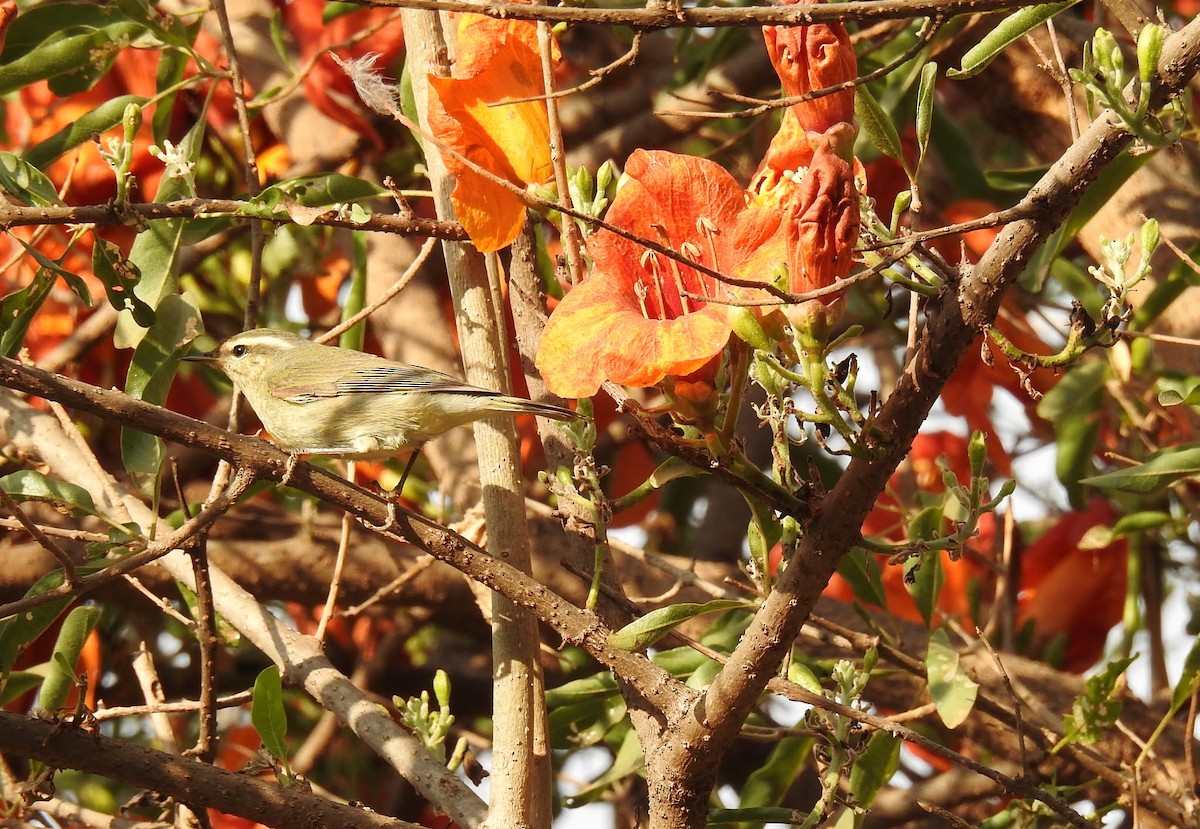 Tytler's Leaf Warbler - ML628283436
