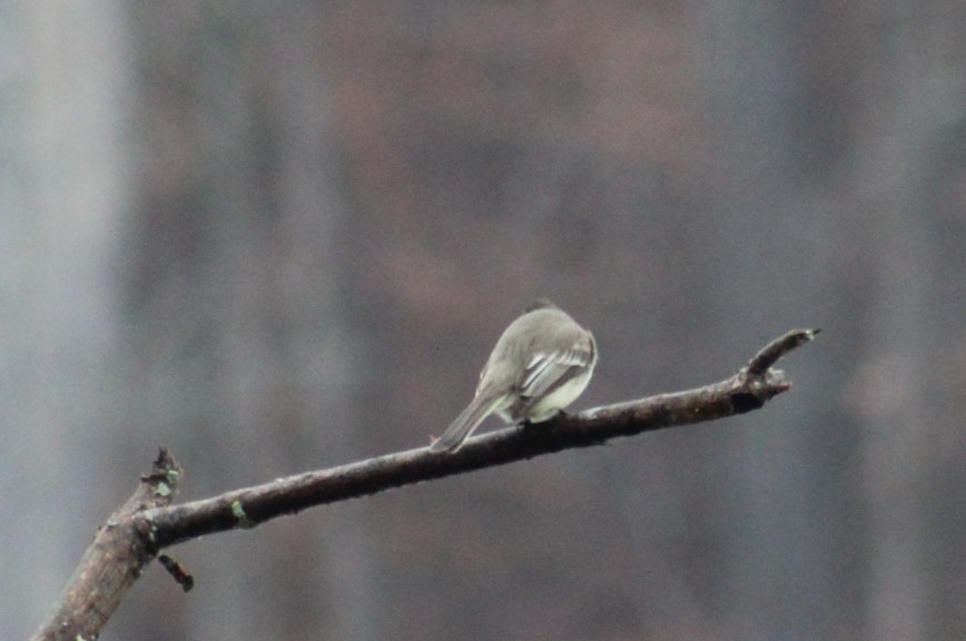 Eastern Phoebe - ML628283508
