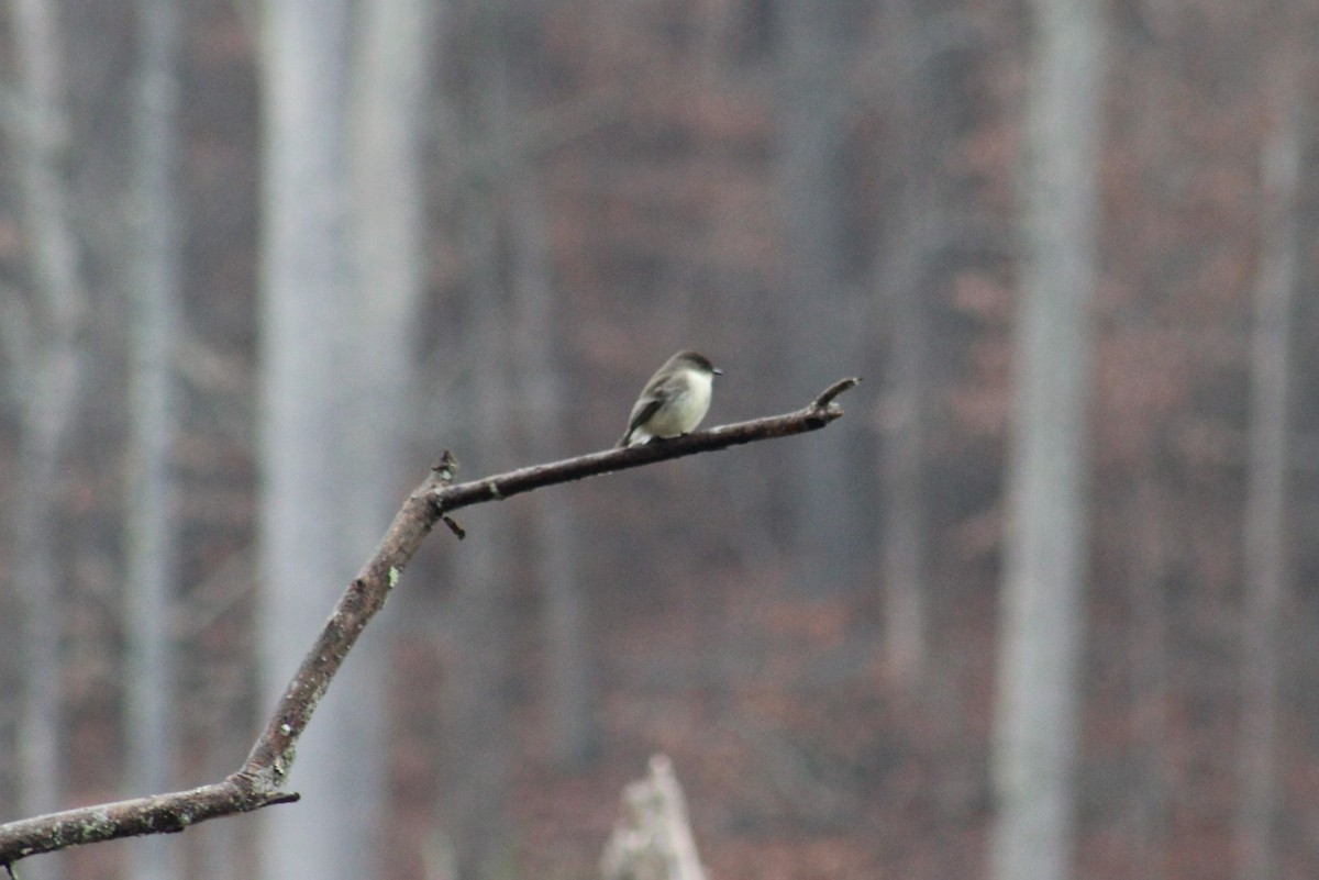 Eastern Phoebe - ML628283509