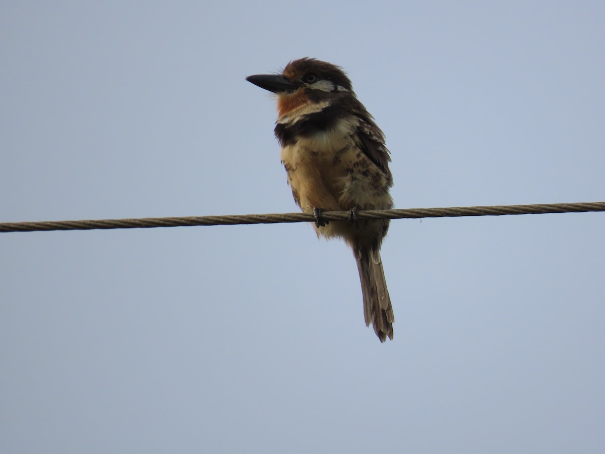 Russet-throated Puffbird - ML628283525