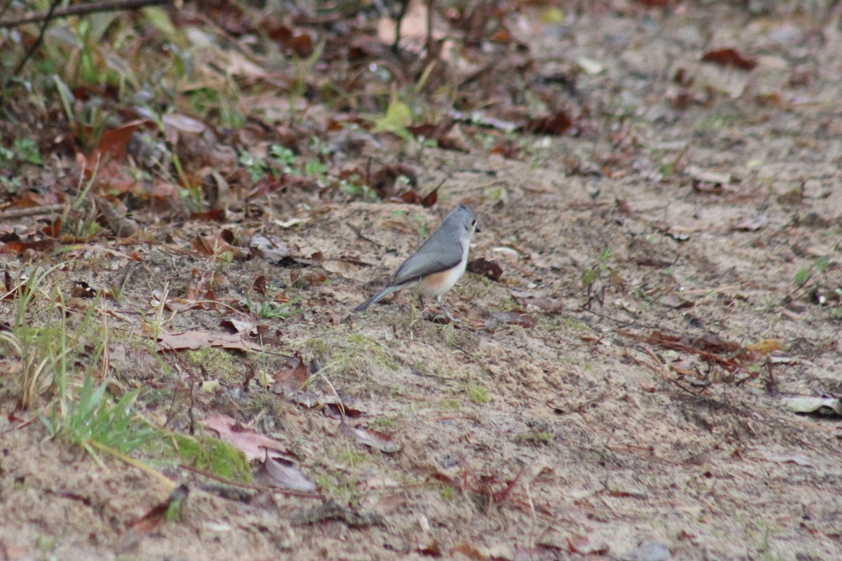 Tufted Titmouse - ML628283561