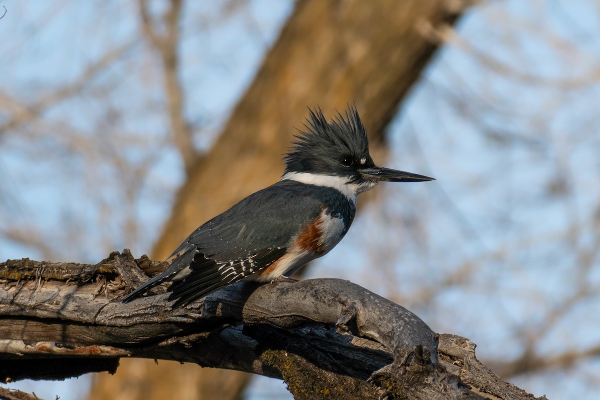 Belted Kingfisher - ML628283571