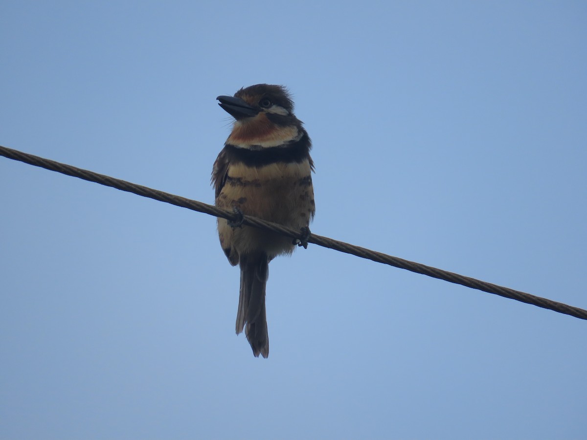 Russet-throated Puffbird - ML628283595