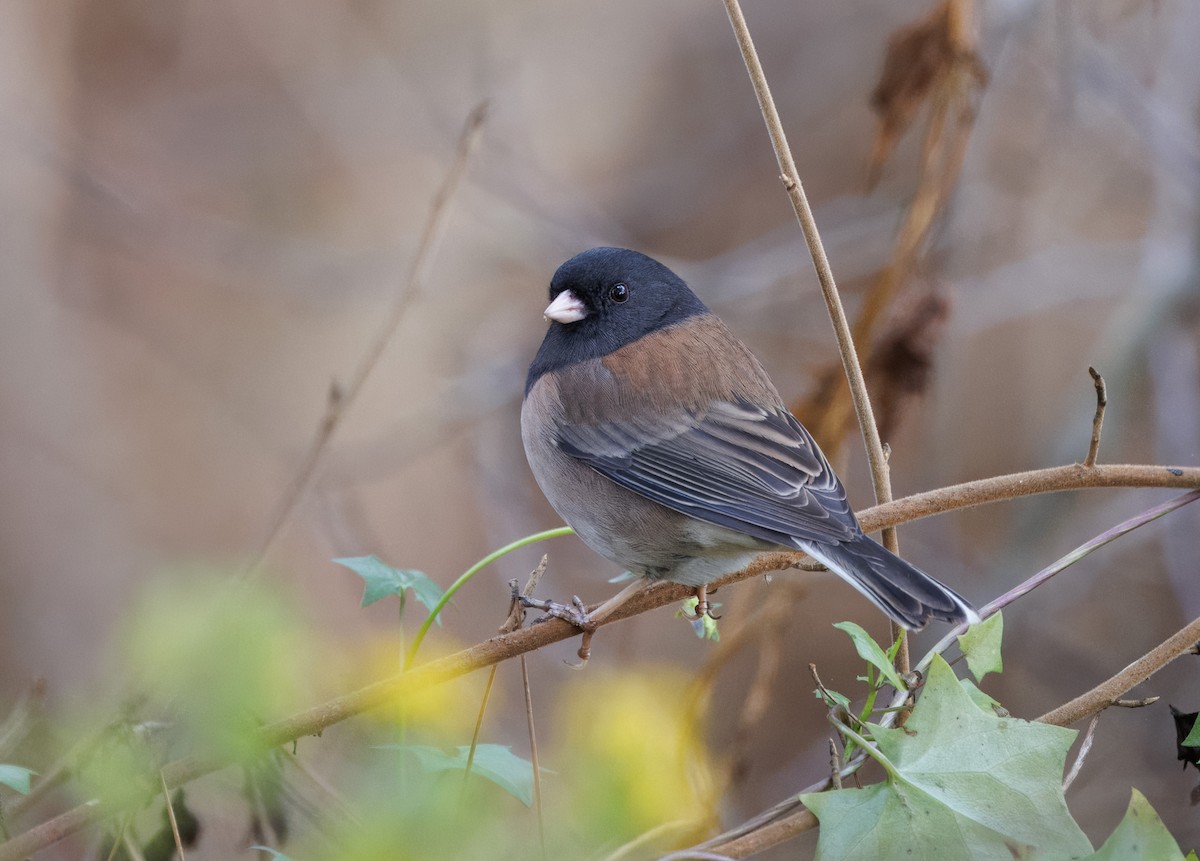 Dark-eyed Junco - John Callender