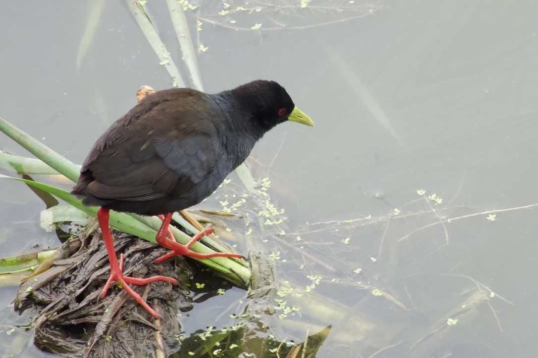 Black Crake - ML628283653