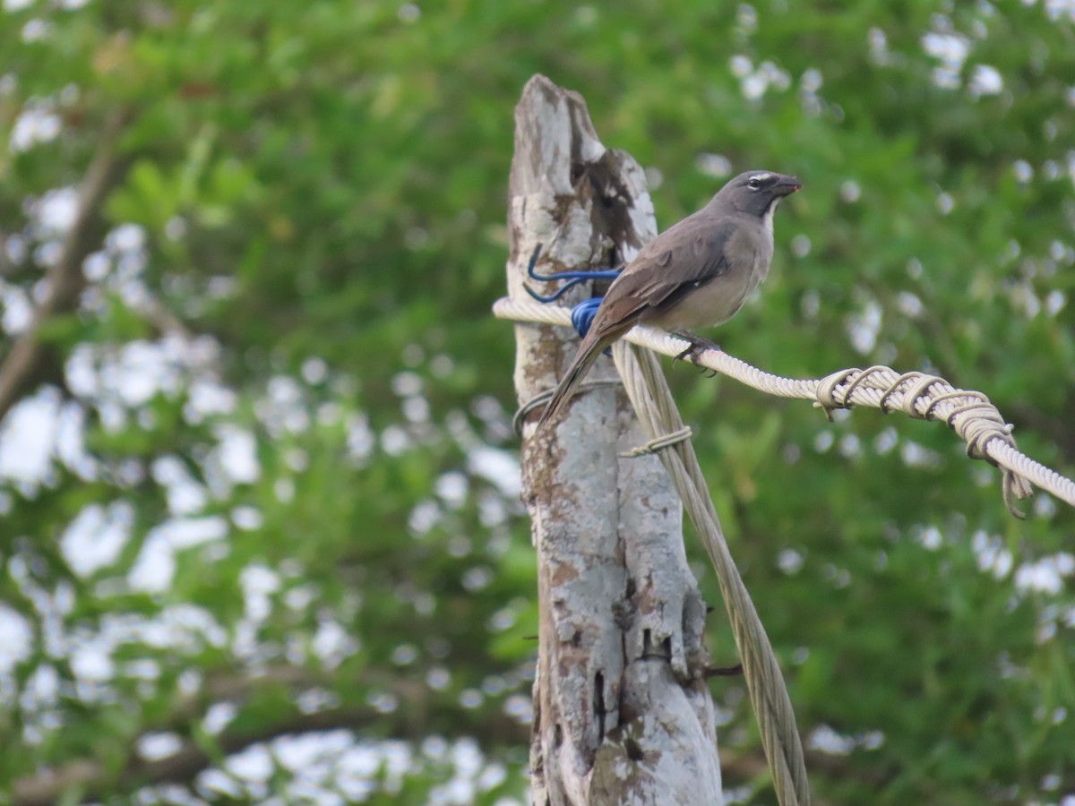 Olive-gray Saltator - ML628283729