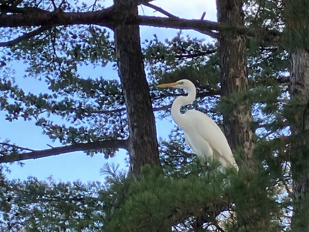 volavka bílá - ML628283883