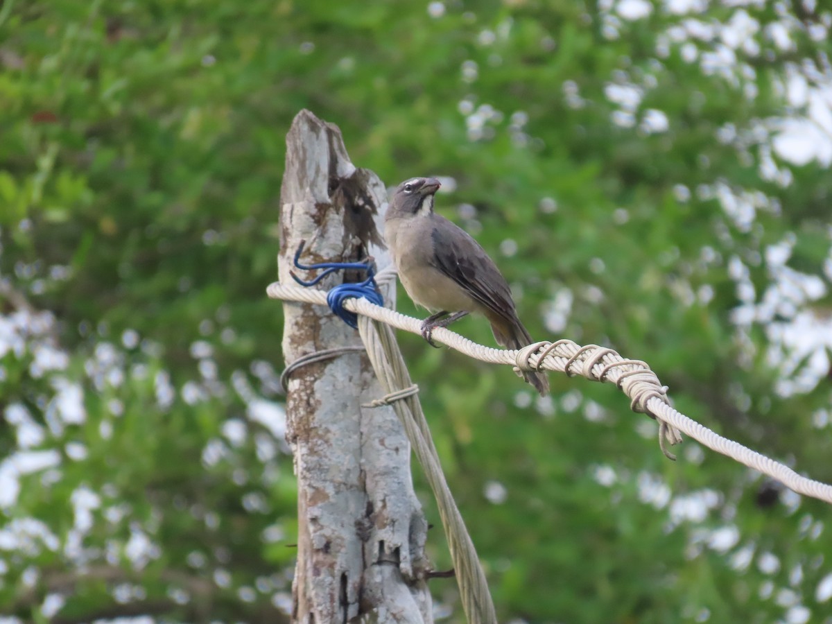 Olive-gray Saltator - ML628283886