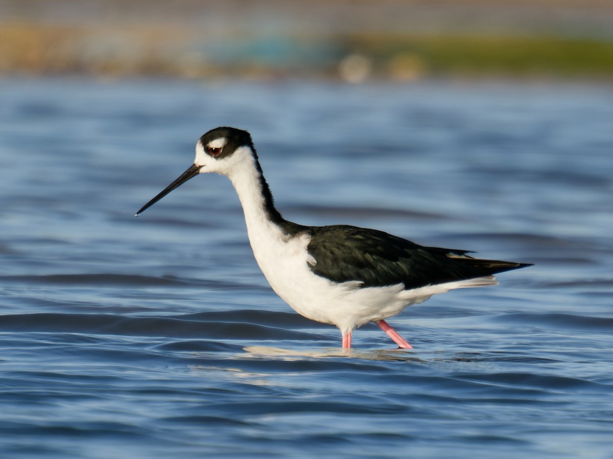 Black-necked Stilt - ML628283985