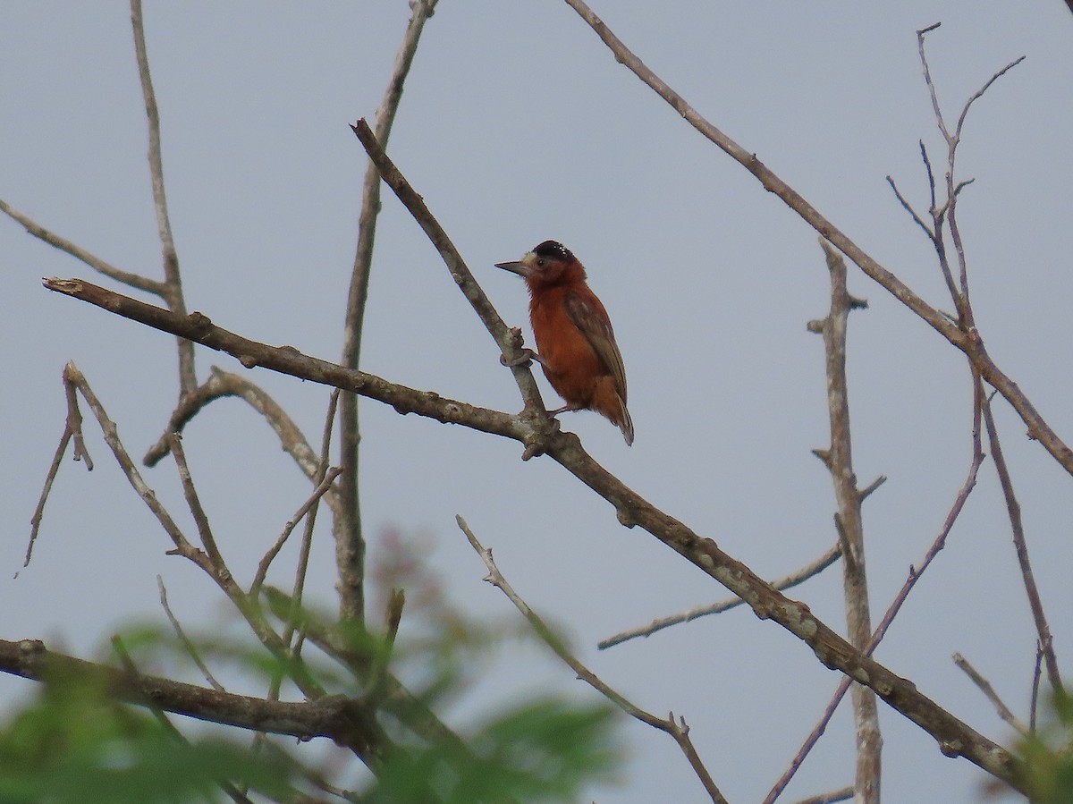 Chestnut Piculet - ML628284000