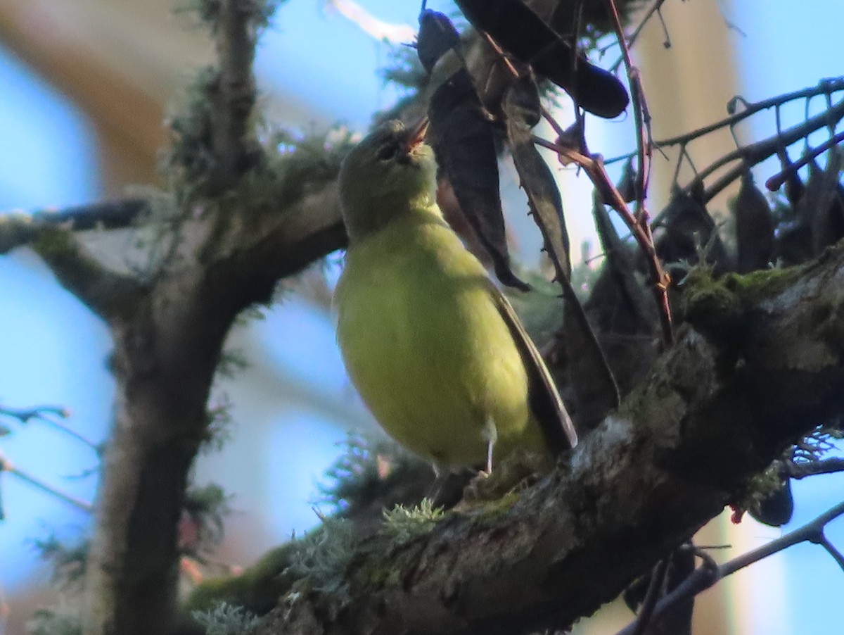 Orange-crowned Warbler - ML628284009