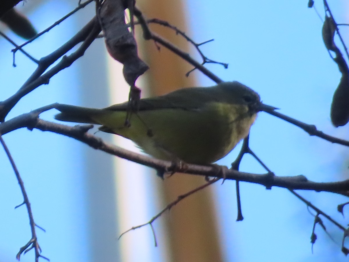 Orange-crowned Warbler - ML628284016