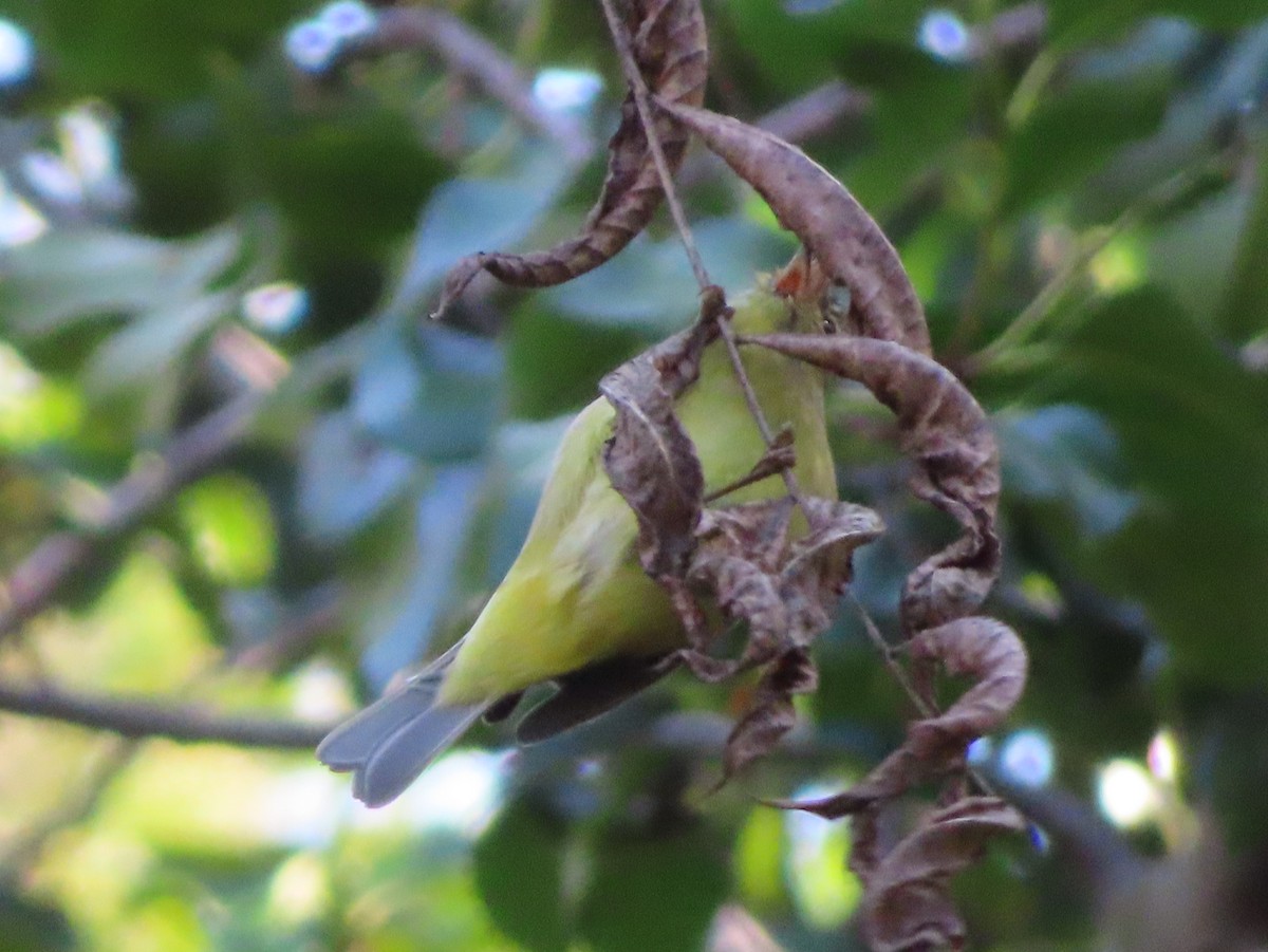 Orange-crowned Warbler - ML628284025