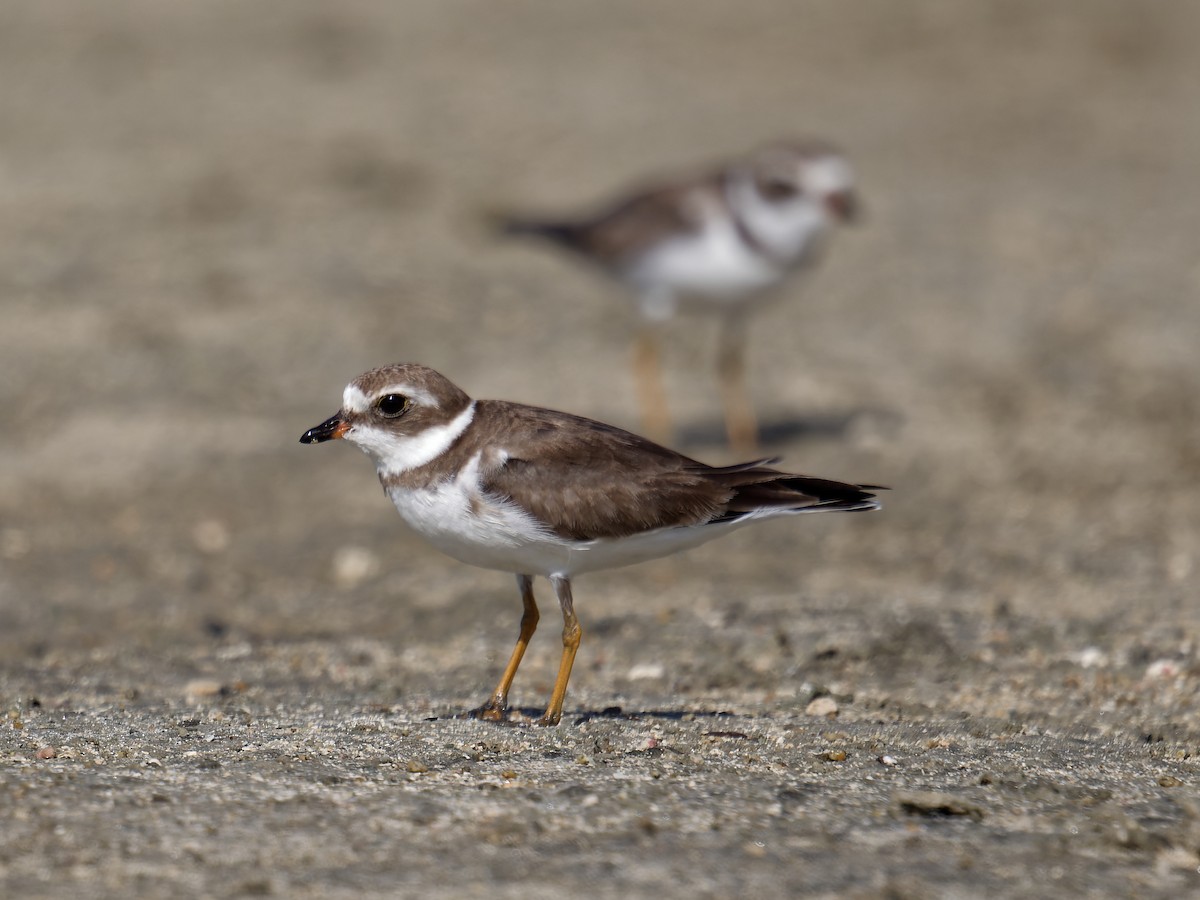 Semipalmated Plover - ML628284051
