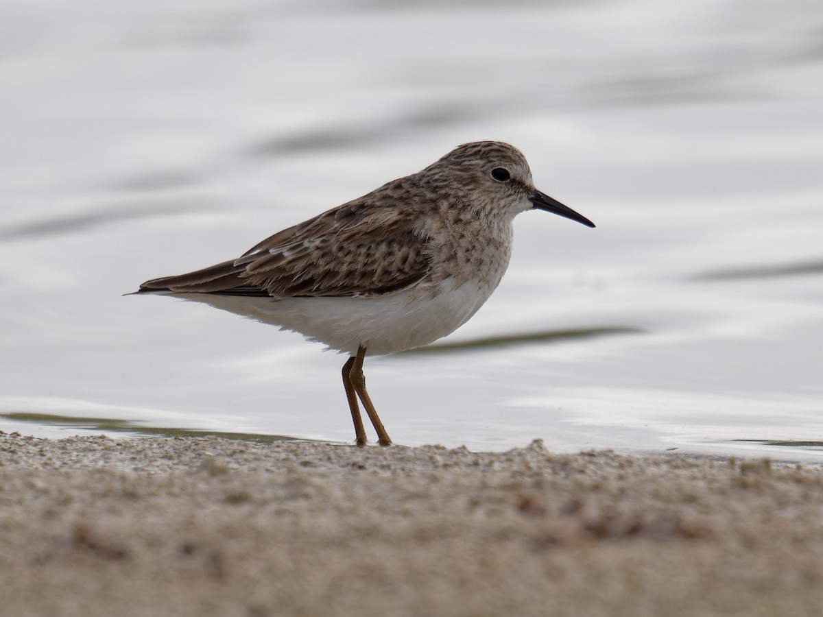Least Sandpiper - ML628284061