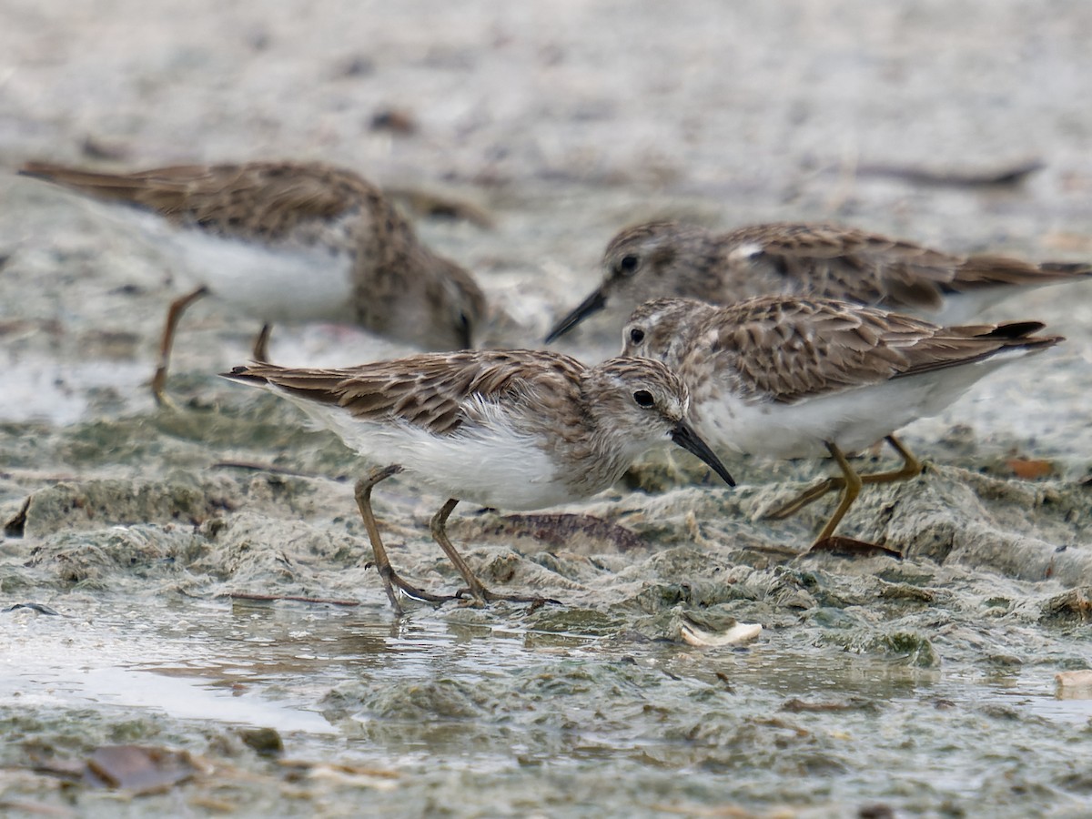 Least Sandpiper - ML628284062