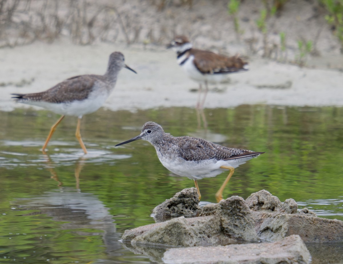 Greater Yellowlegs - ML628284064
