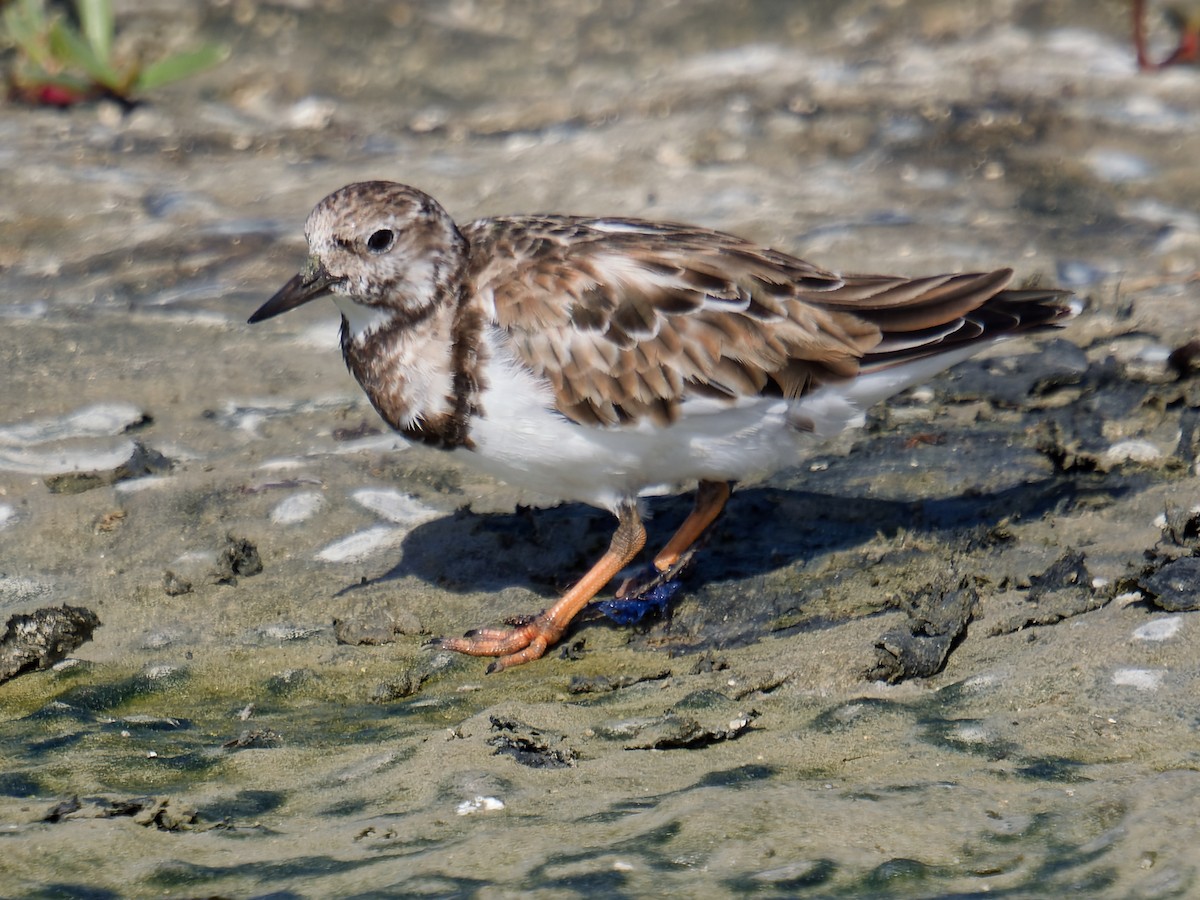 Ruddy Turnstone - ML628284075