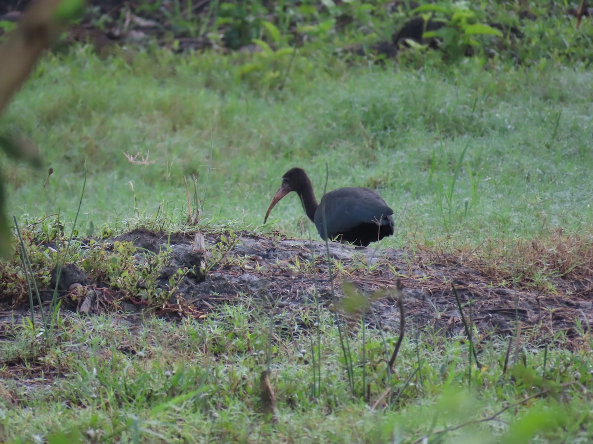 Bare-faced Ibis - ML628284142