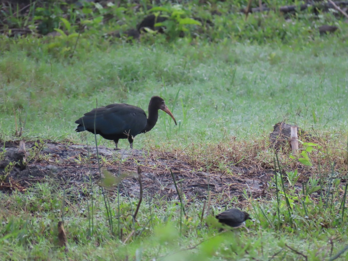 Bare-faced Ibis - ML628284197