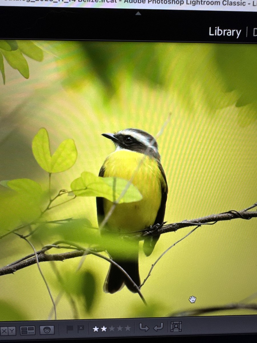 Social Flycatcher - ML628284354