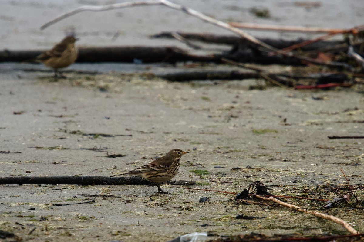 American Pipit - Owen Strickland