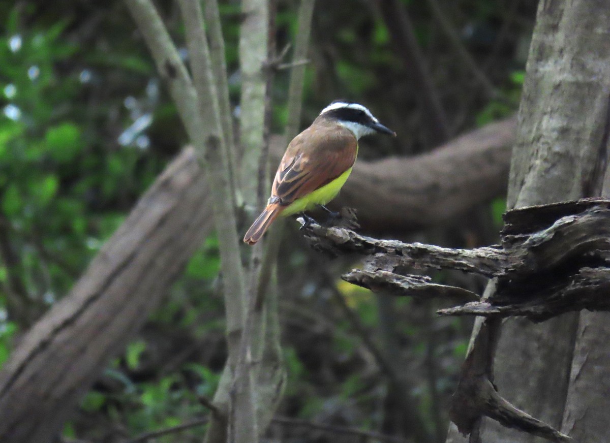 Lesser Kiskadee - ML628284555