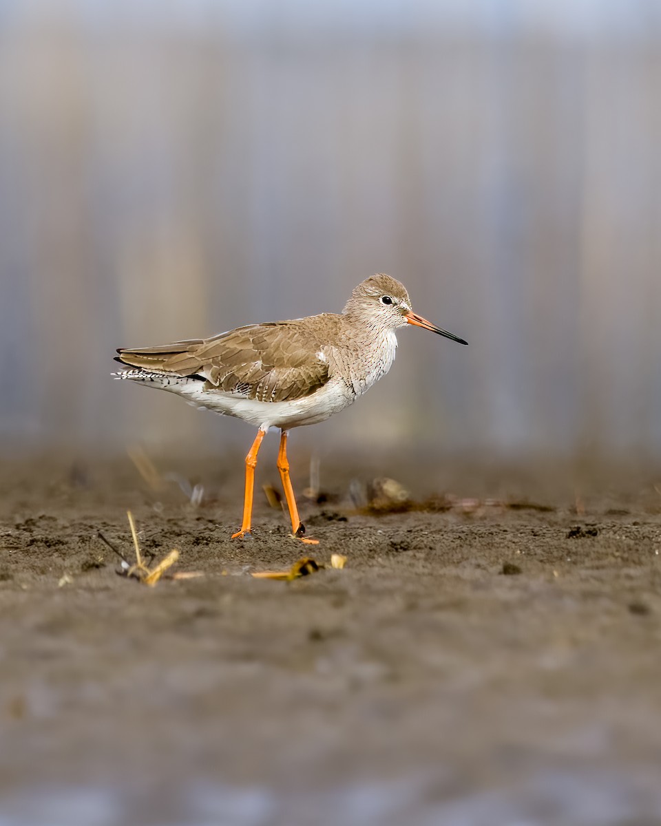 Common Redshank - ML628284582