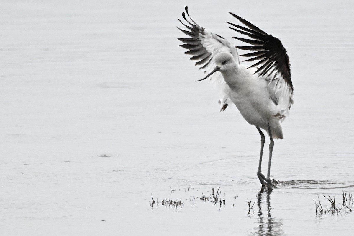 American Avocet - ML628284673