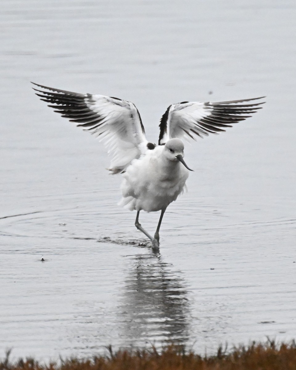 American Avocet - ML628284674