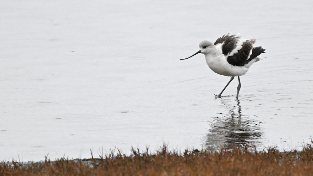 American Avocet - ML628284675