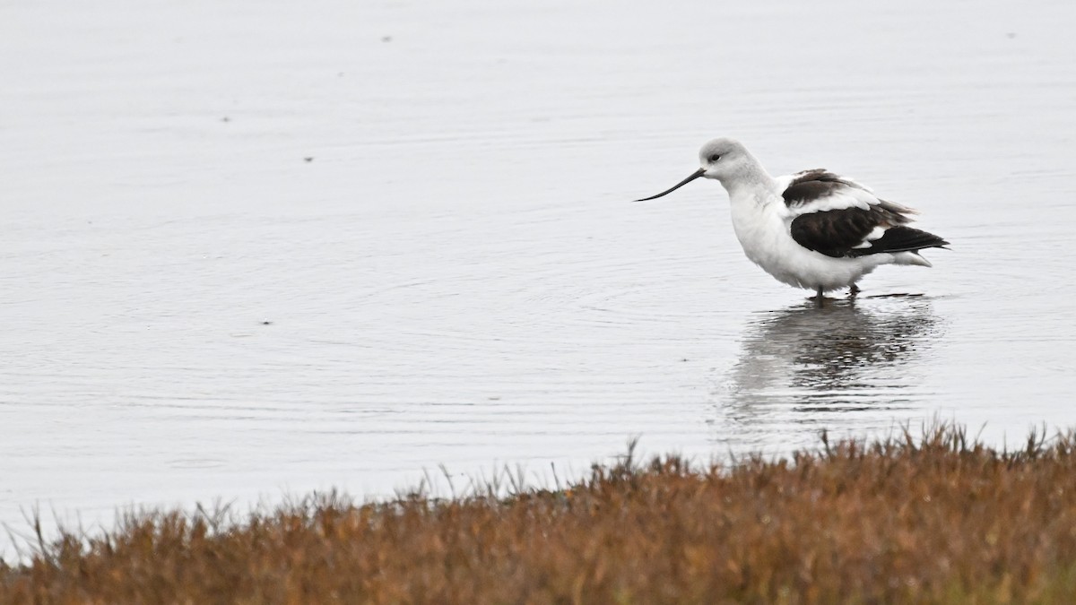 American Avocet - ML628284676