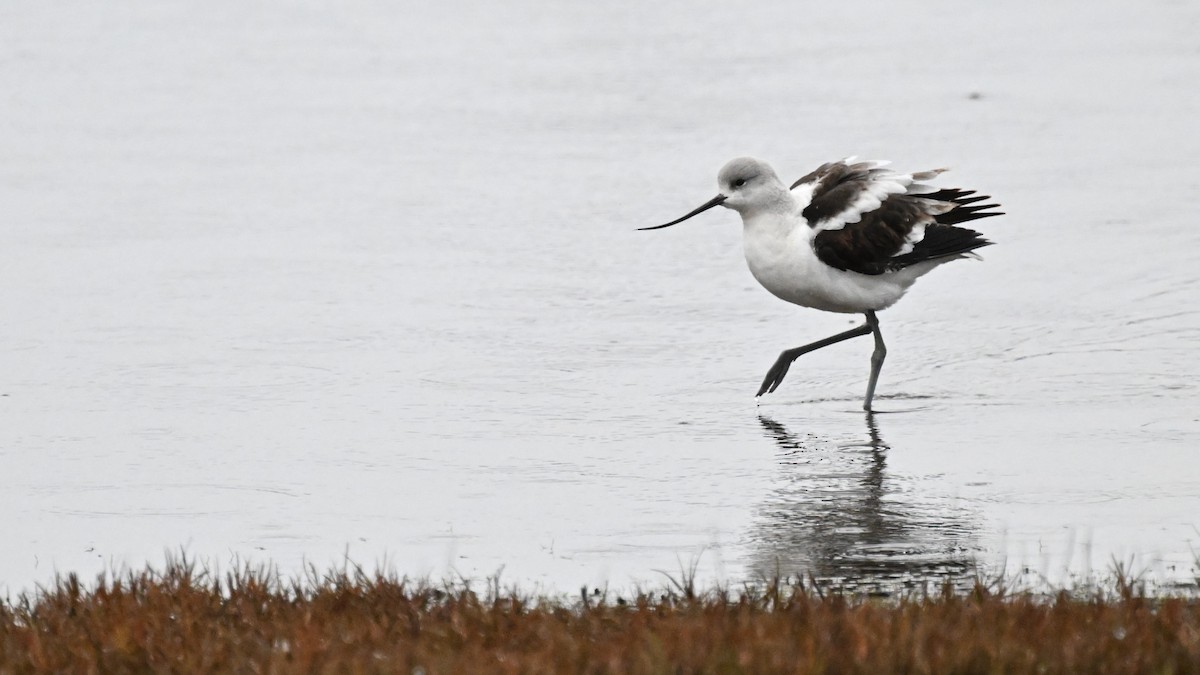 American Avocet - ML628284677