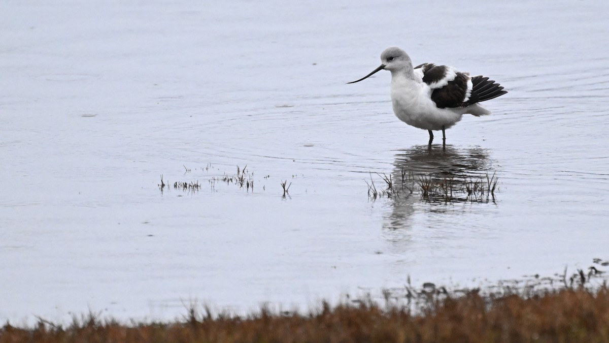 American Avocet - ML628284678