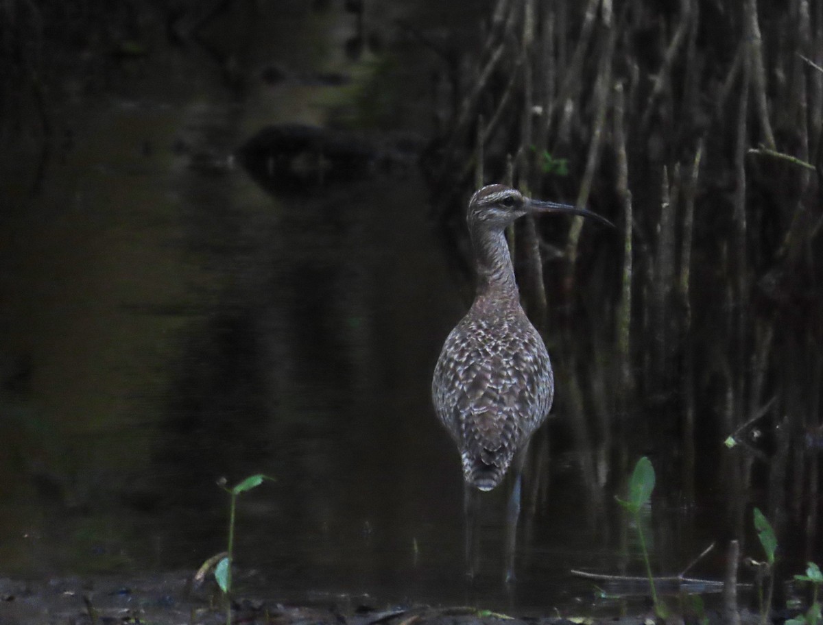 Hudsonian Whimbrel - ML628284721