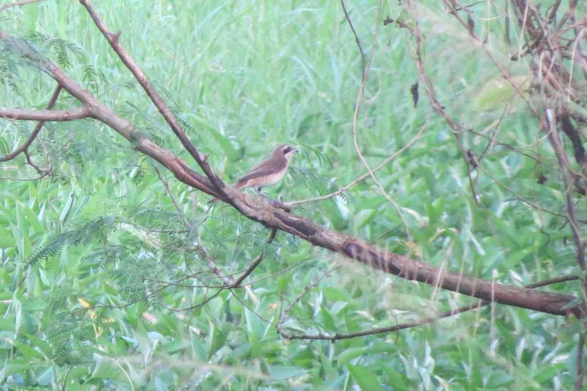 Brown Shrike - ML628284824