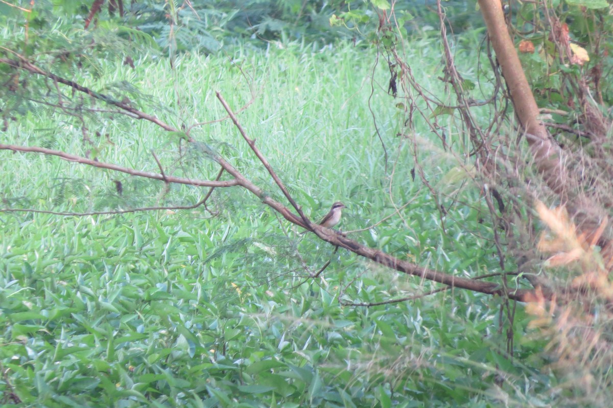 Brown Shrike - ML628284825