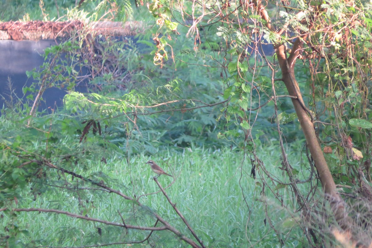 Brown Shrike - ML628284826