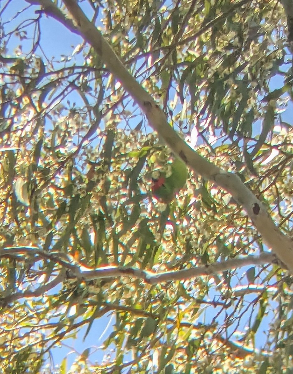 Little Lorikeet - ML628284928