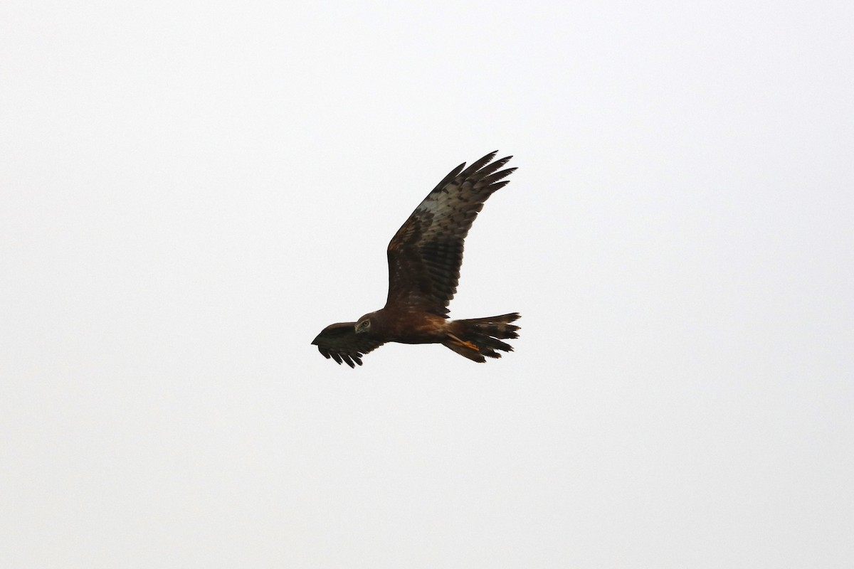 praktkjerrhauk - ML628284931