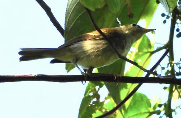 極北柳鶯 - ML628284991