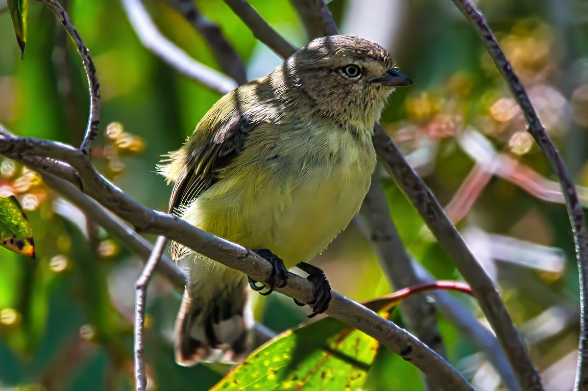 Weebill - ML628285185