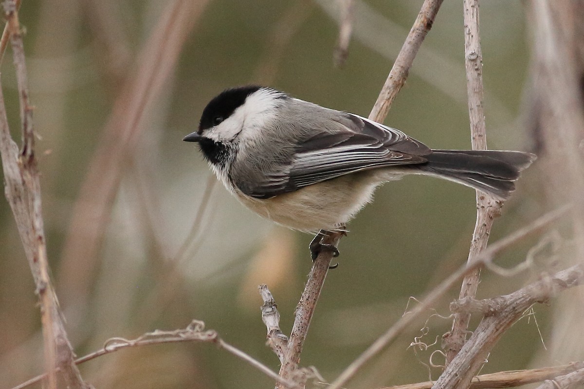 Black-capped Chickadee - ML628285287