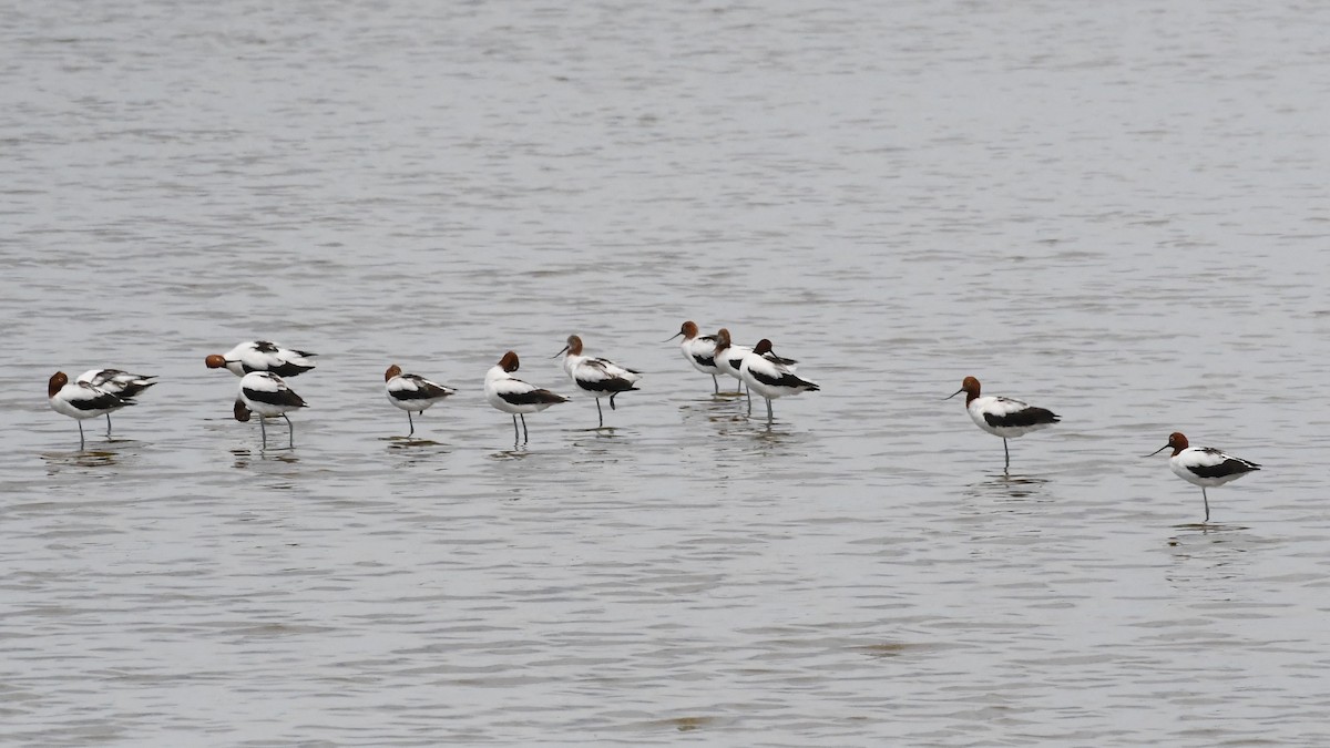 Red-necked Avocet - ML628285302