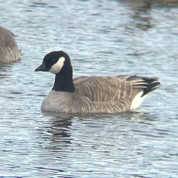 Cackling Goose - ML628285388
