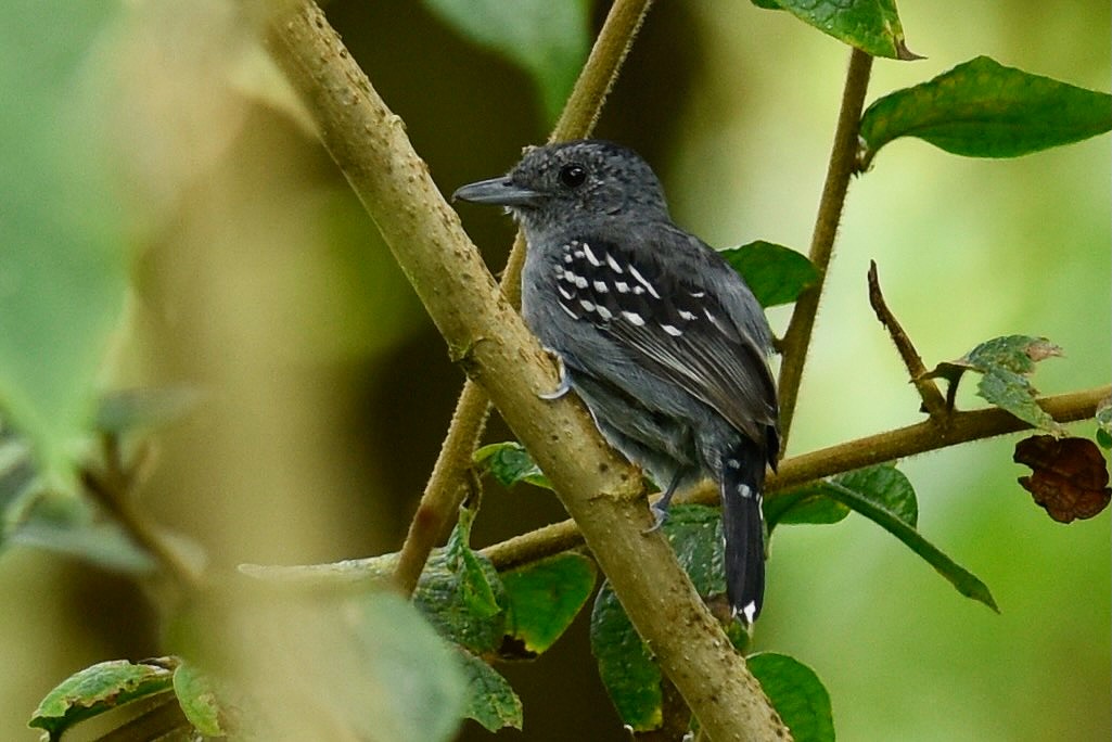 Slaty Antwren - ML628285638