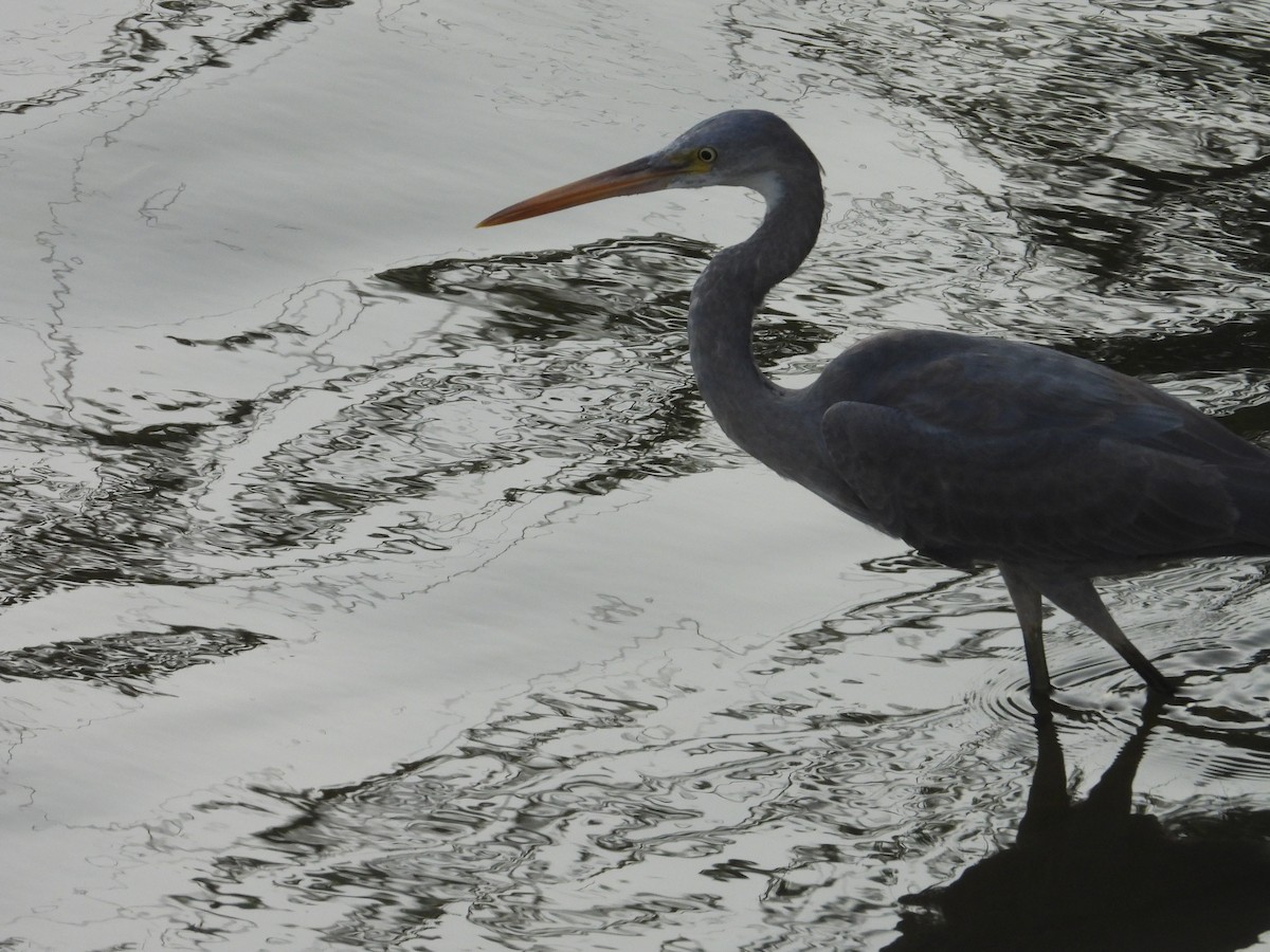 Western Reef-Heron - ML628285658
