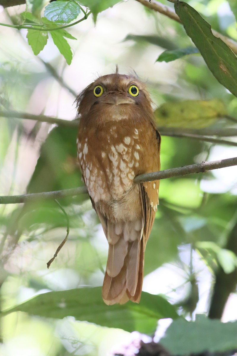 Sumatran Frogmouth - ML628285856