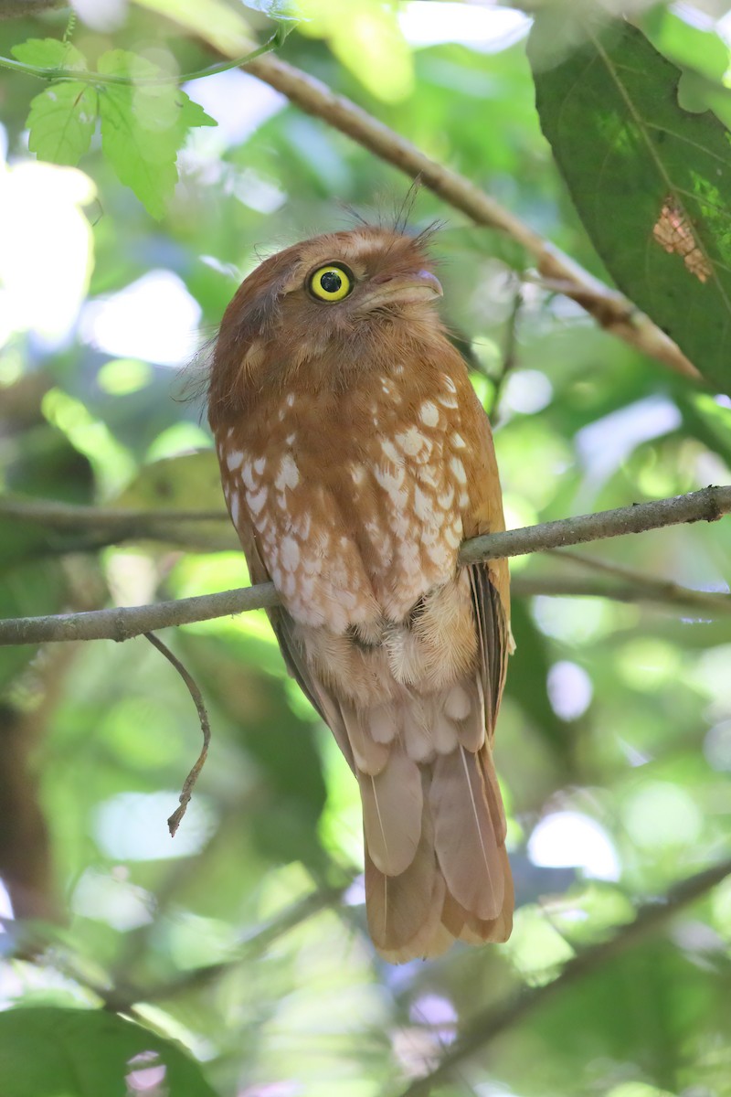 Sumatran Frogmouth - ML628285857