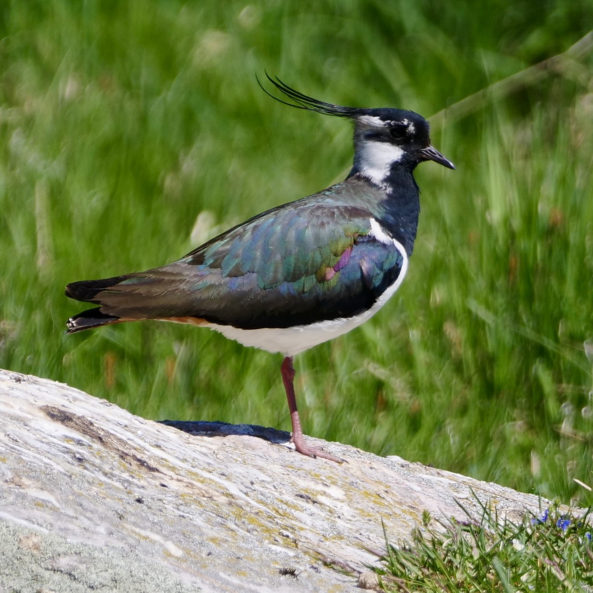 Northern Lapwing - ML628286018